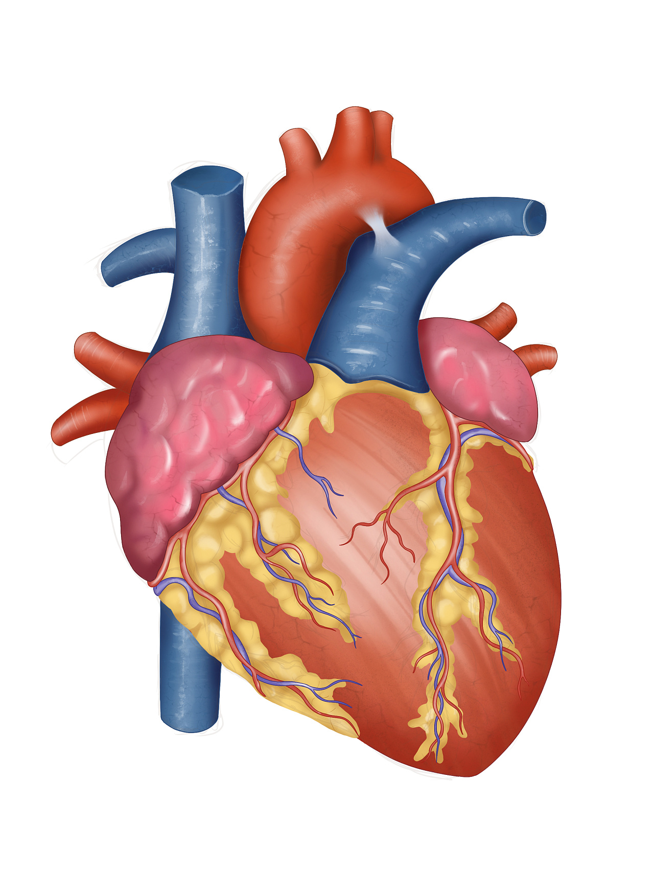 “心血管系统”的组成与结构——高血压1 - 知乎