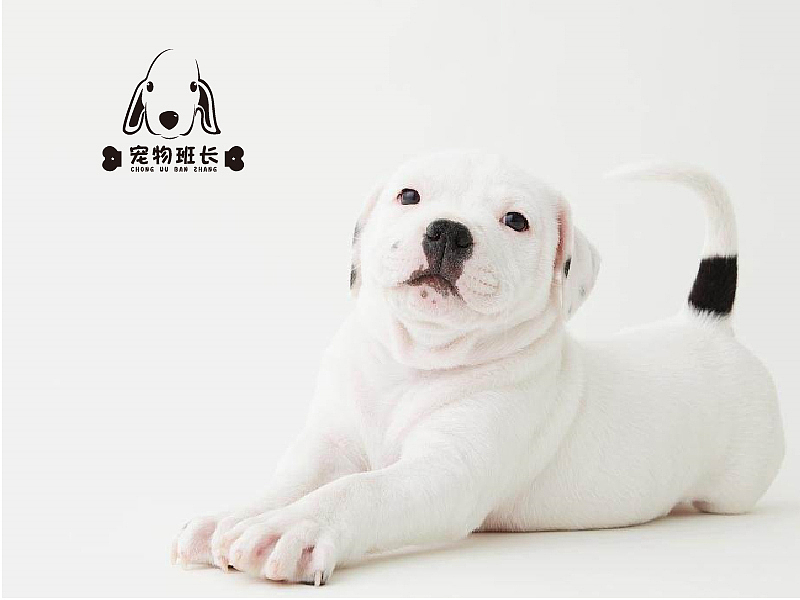 宠物店——贝林顿梗犬