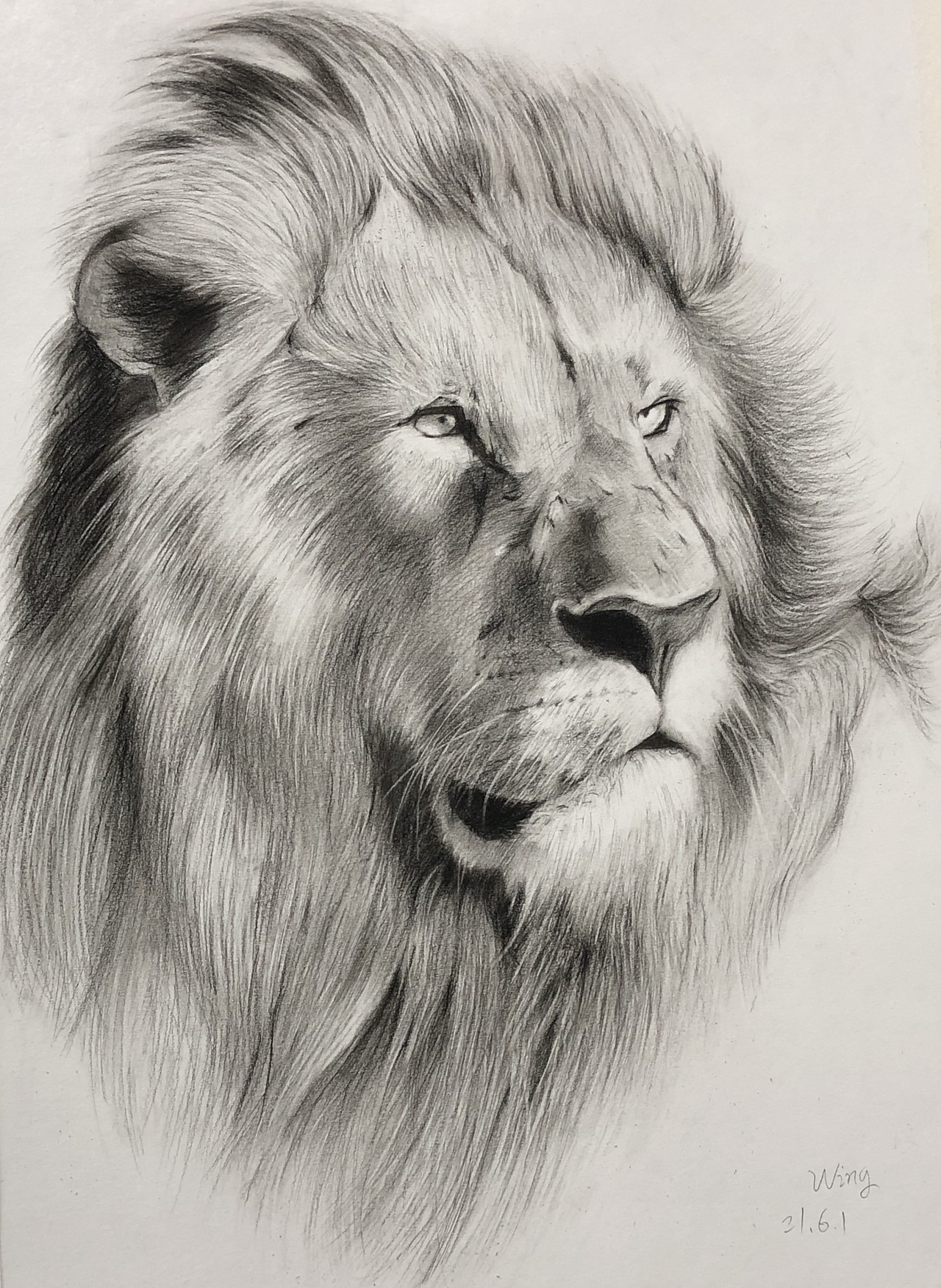 素描临摹狮子0315