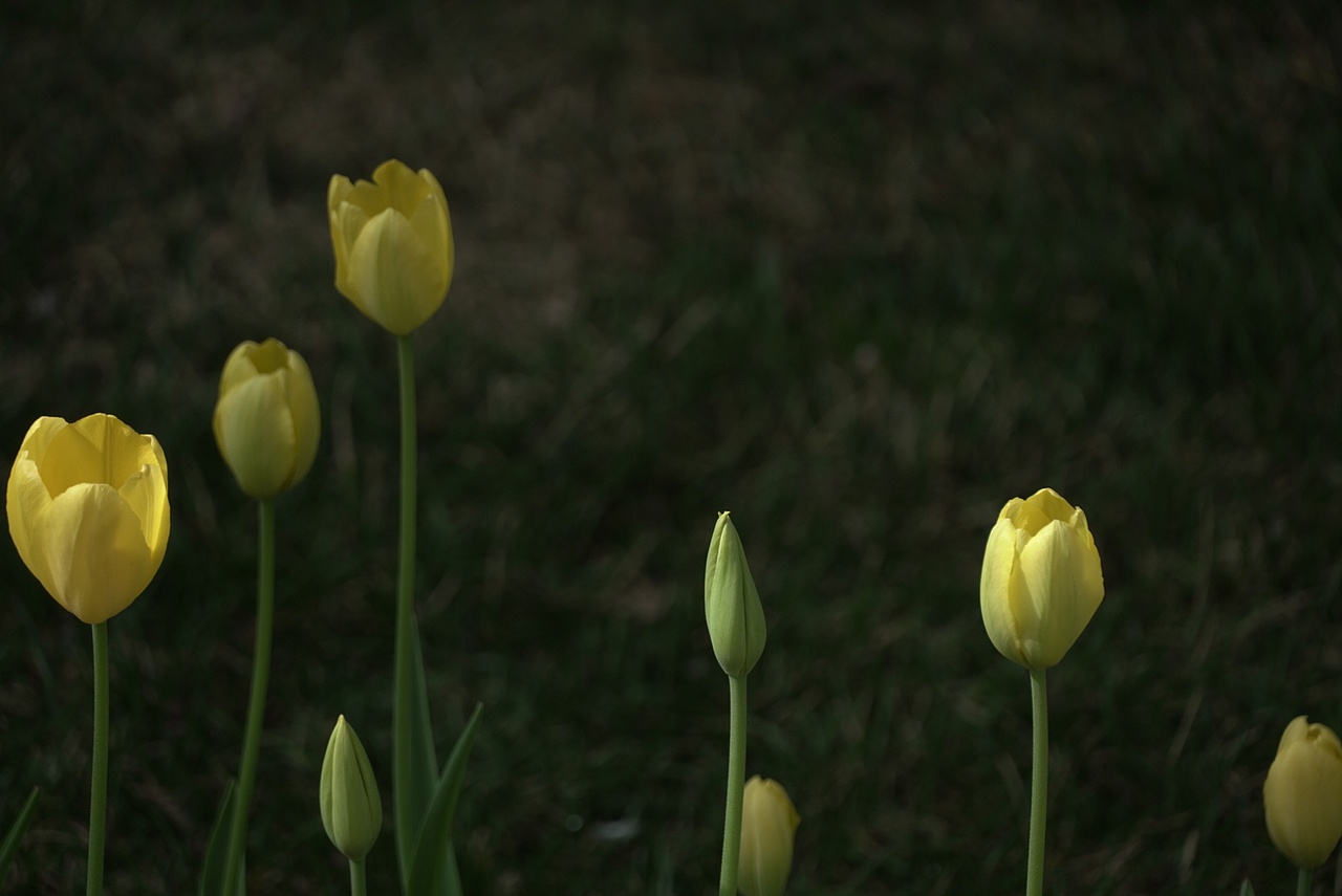 春暖花开,爱一直都在!