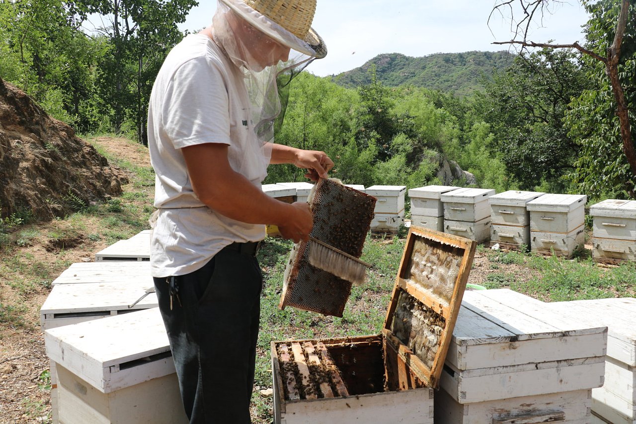 年轻的养蜂人在养蜂场工作。照片摄影图片_ID:376363957-Veer图库