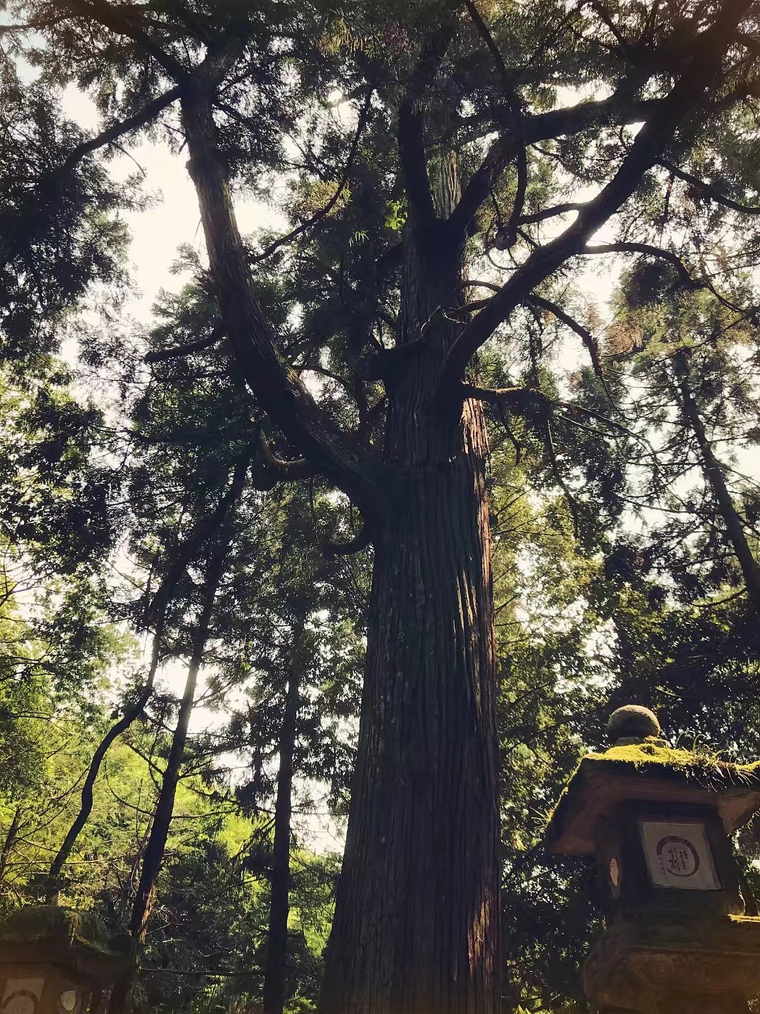 日本京都一周游