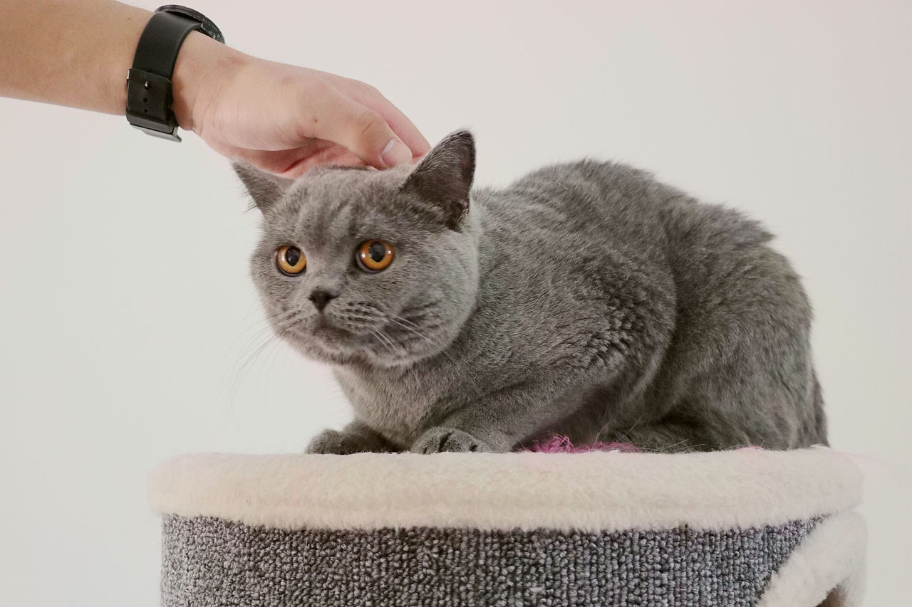 种猫-MM-纯蓝色-冬梅-英国短毛猫|沐米猫舍