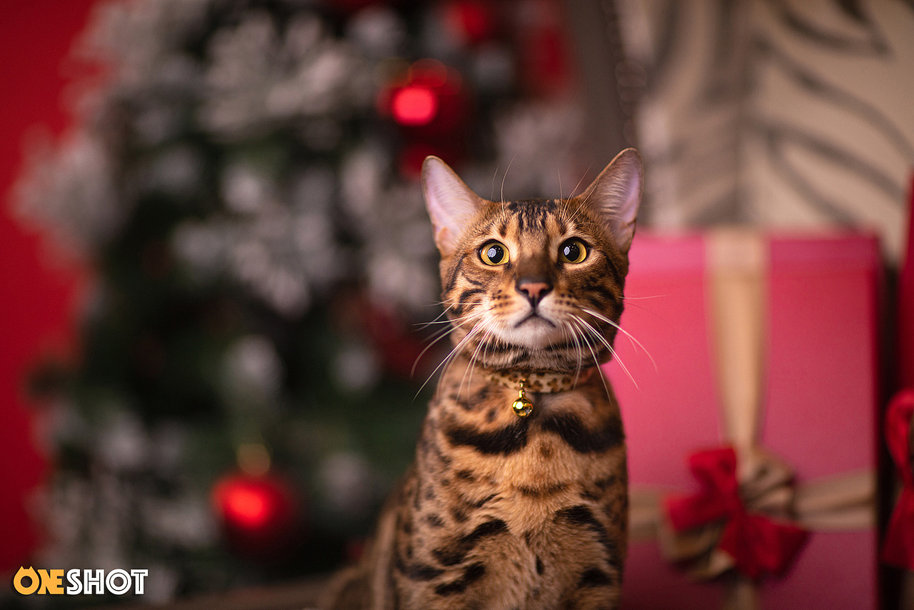 2018圣诞合集第一弹丨你的圣诞礼物又到啦!