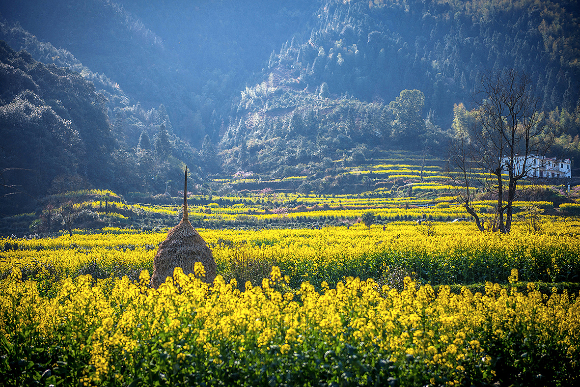 踏青-【婺源/宏村】 故地重游