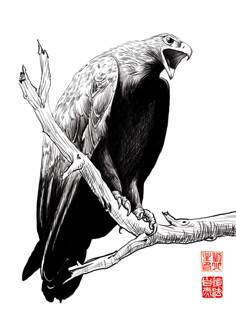 鬼马刺客,猛禽速写