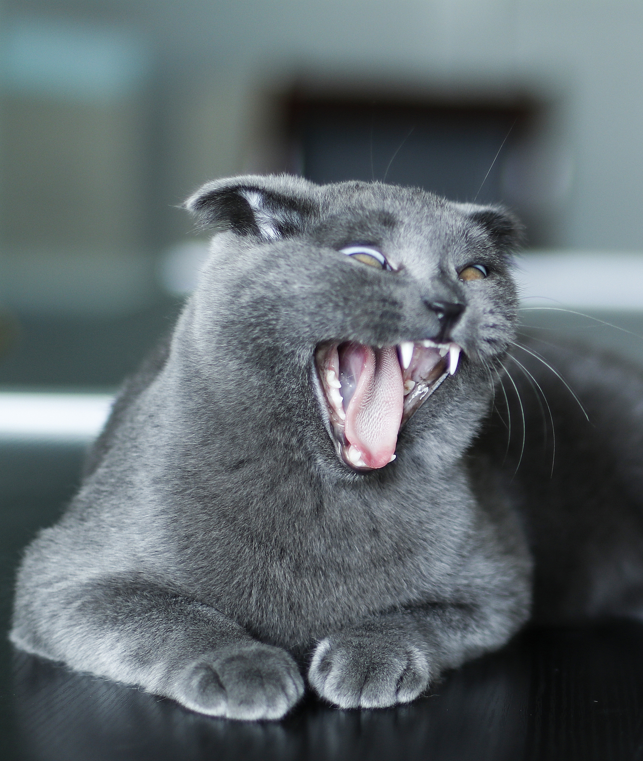 蓝皮，皮老板日常（图ZMTgxNzEyMDU2） - 宠物摄影 - 站酷设计师花菜呢花菜原创素材 - 站酷ZCOOL