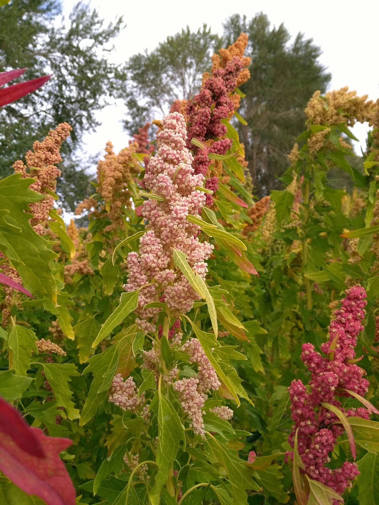藜麦青海藜麦高原之籽