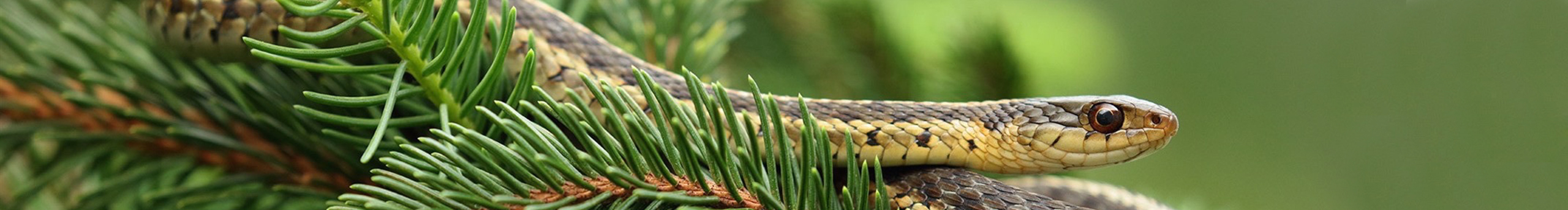 NICHOLASPENG的个人主页（封面预览） - 主页封面设置 - 站酷设计师NICHOLASPENG原创素材 - 站酷ZCOOL