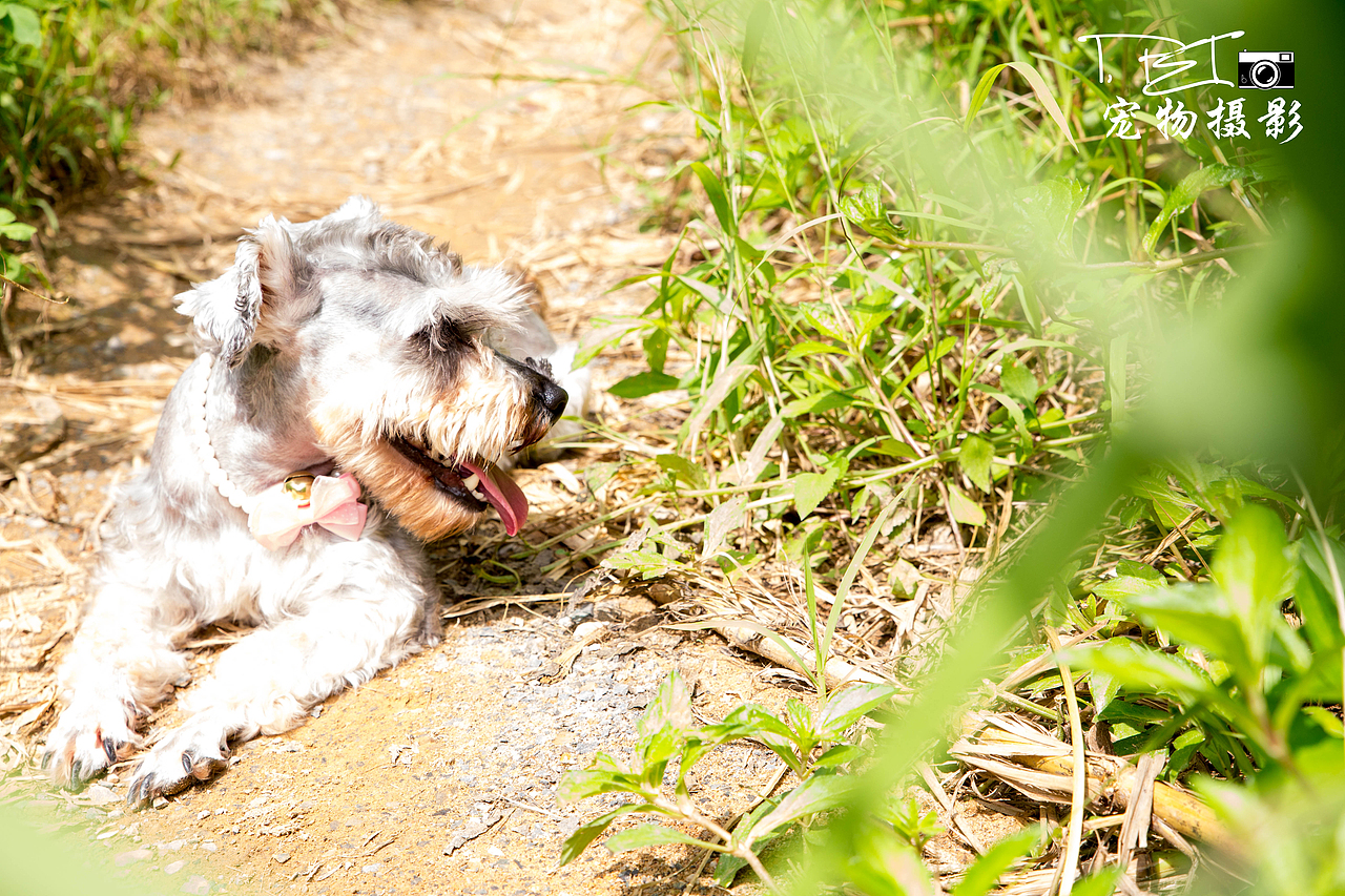 【I,Pet宠物摄影】狗狗们的一天
