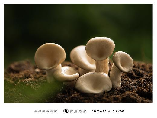 商业案例 | 广告摄影 本来生活X食摄马也