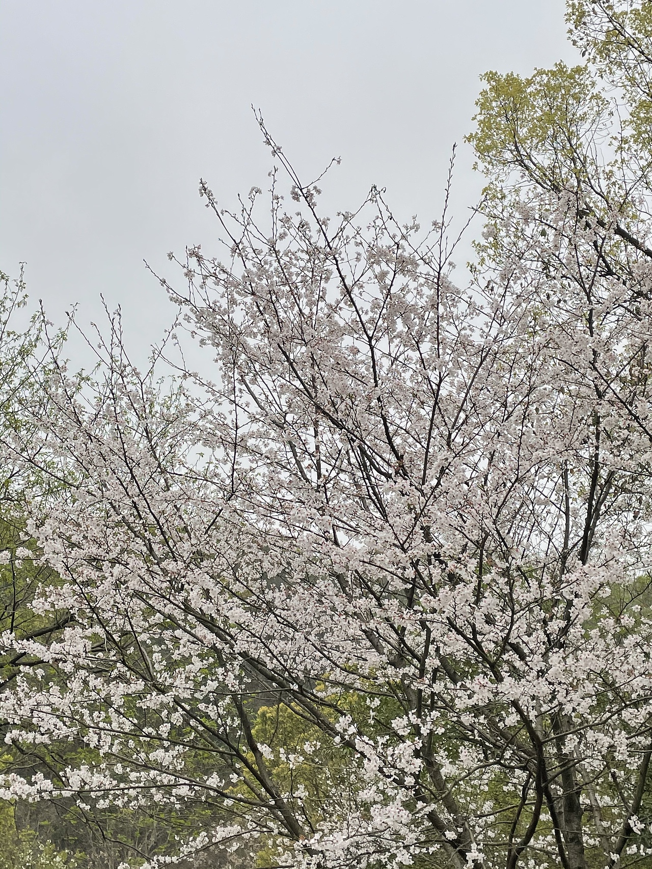 春天日光杭州西湖白塔公园樱花（图ZMjkzMzM3MDM2） - 风光摄影 - 站酷设计师喊喊iY原创素材 - 站酷ZCOOL