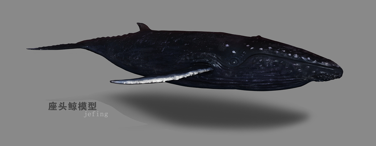 座头鲸拟人图片