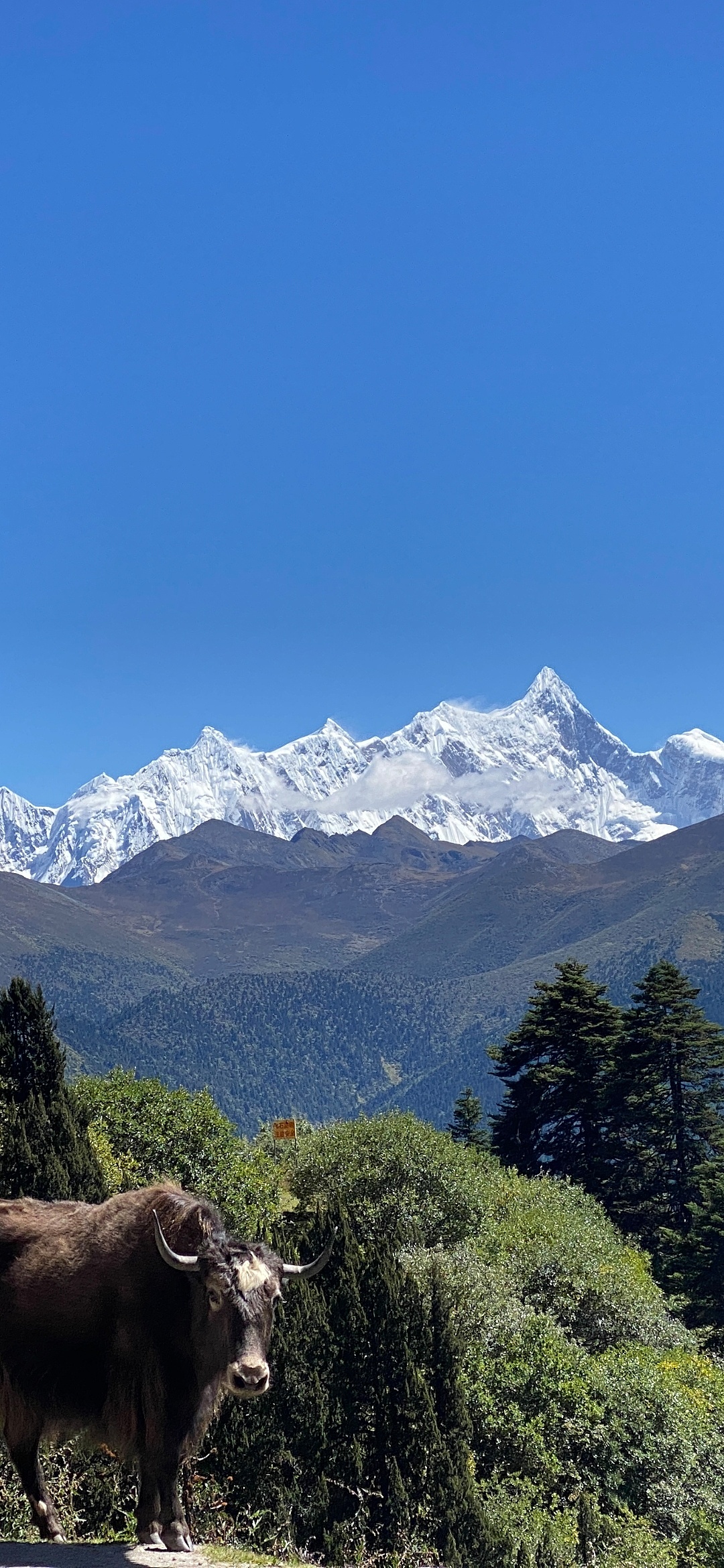 1080_2340竖版 竖屏