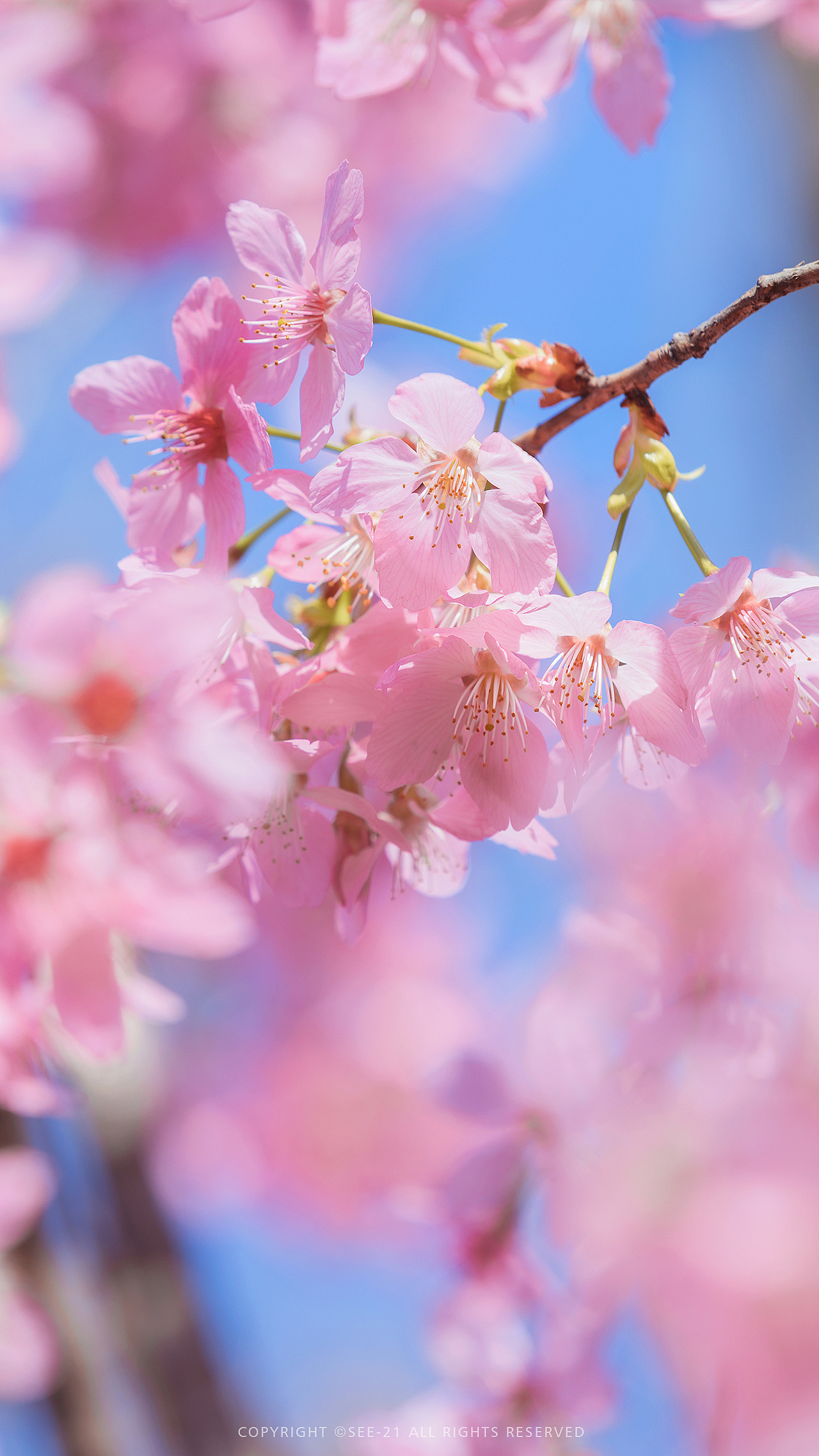 SAKURA 🌸 桜花（图ZMjQ2MDU4NDM2） - 风光摄影 - 站酷设计师See21原创素材 - 站酷ZCOOL