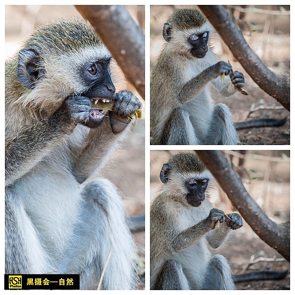 这是黑脸长尾猴,喜欢吃豆荚,看它啃的那个起劲啊。真的那么好吃吗?