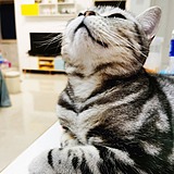 美短爱吃鱼的头像