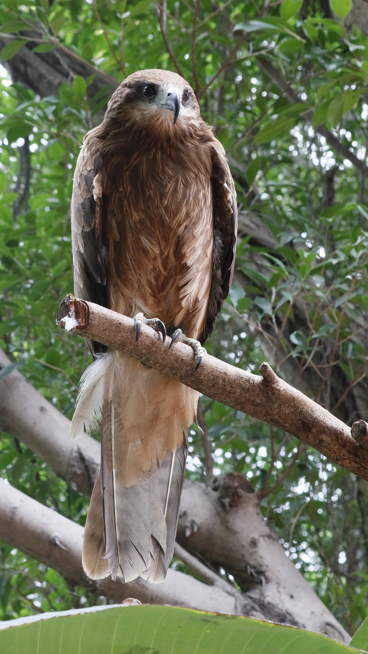 长隆飞鸟乐园-动物趣闻（图ZMjQ5NTU5NjM2） - 其他摄影 - 站酷设计师飞天猪猫原创素材 - 站酷ZCOOL