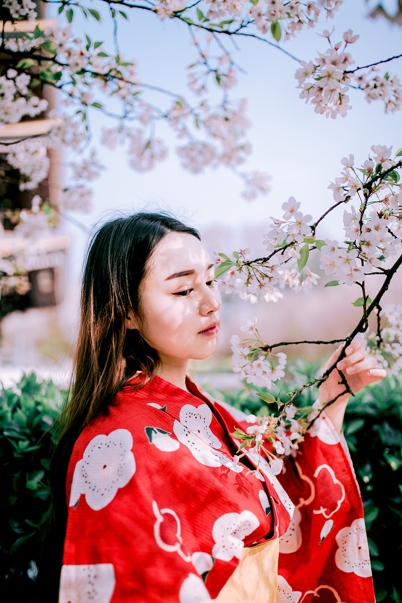 【春の颜】樱花和服写真