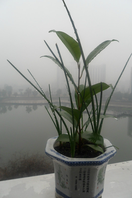 逝去不了的那些我的小生命