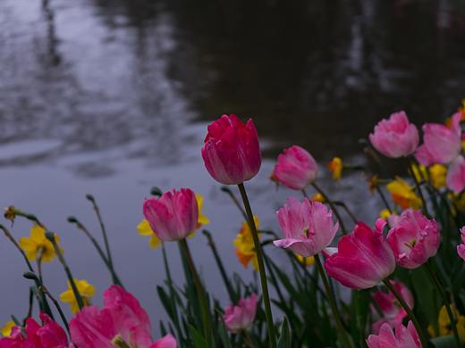 杭州南江公园郁金香