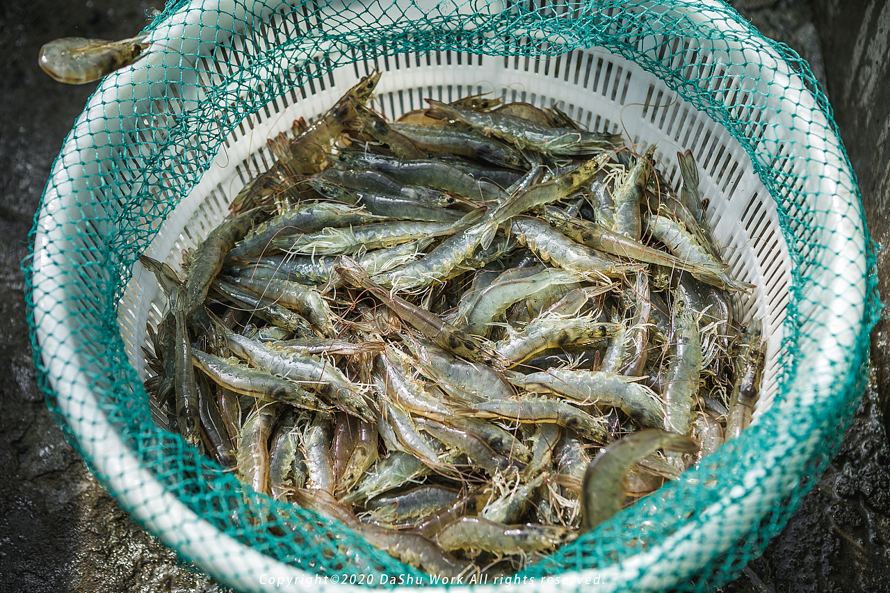 南美对虾养殖场