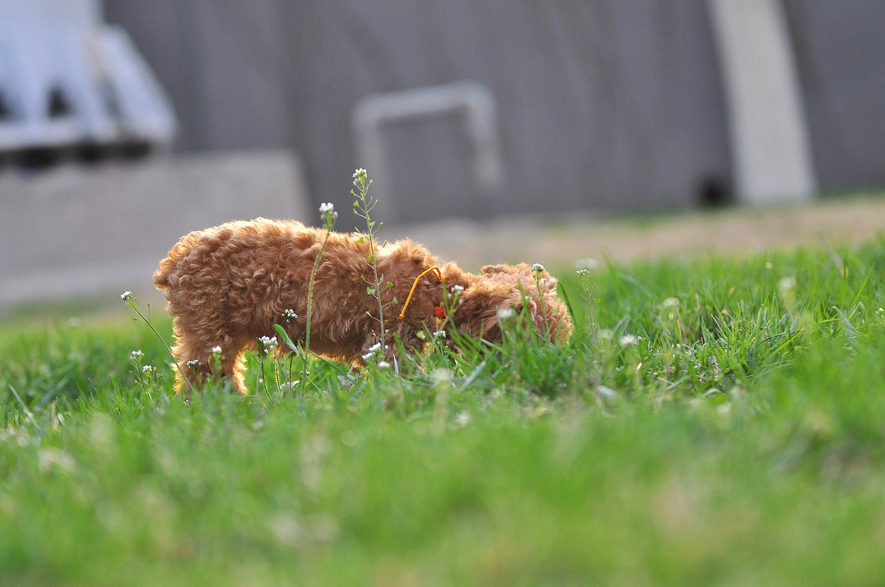 设计师的宠物摄影（图ZODA4NjA5Njg=） - 宠物摄影 - 站酷设计师徐志友原创素材 - 站酷ZCOOL