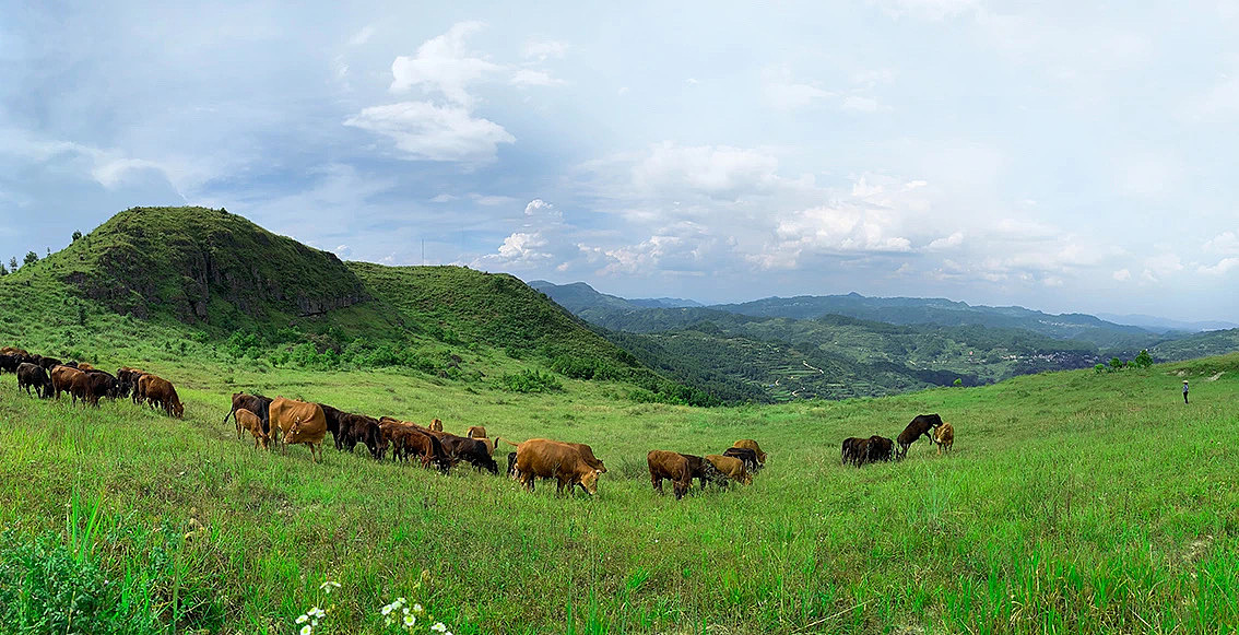 喜牛——自己养牛的餐厅