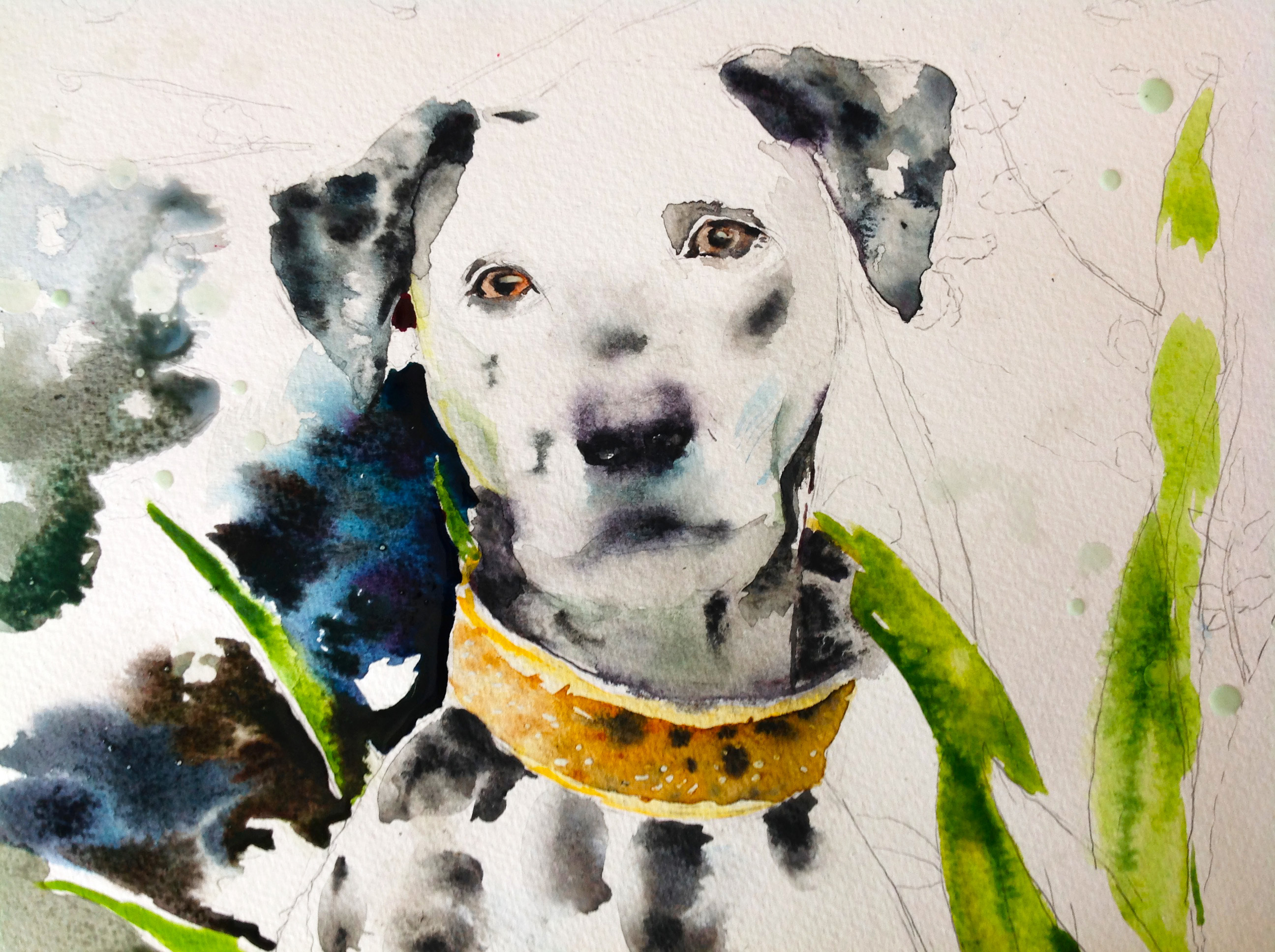 水彩画斑点狗