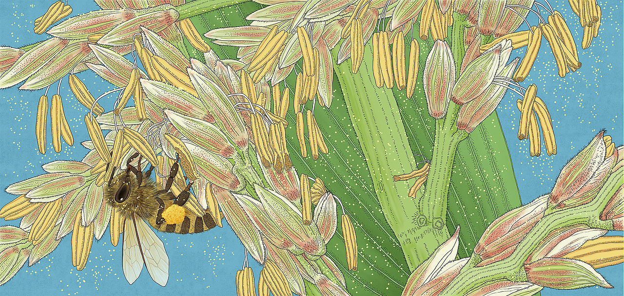 科普插画微观世界昆虫植物知识地图