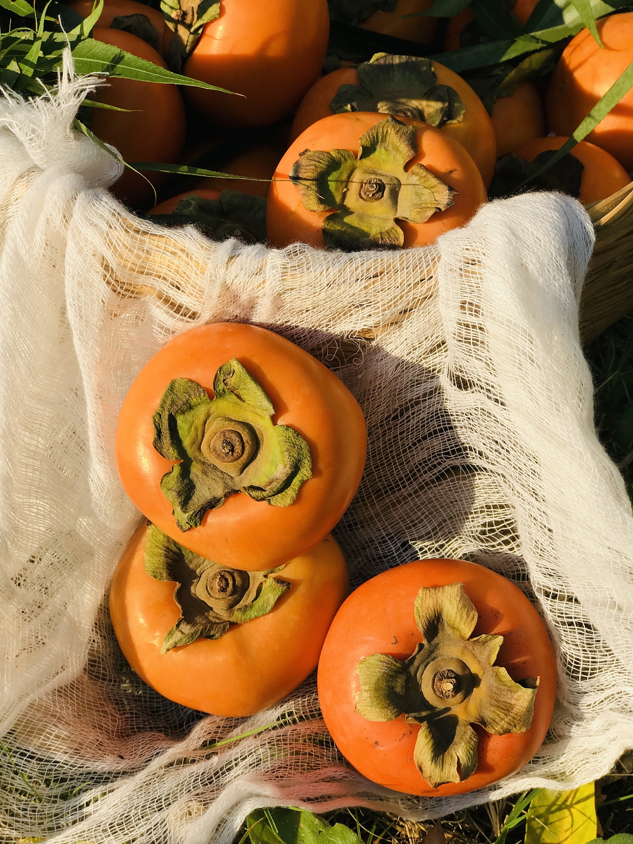 一颗柿子旅行|摄影|静物|yan歌 - 原创作品 - 站酷 (zcool)