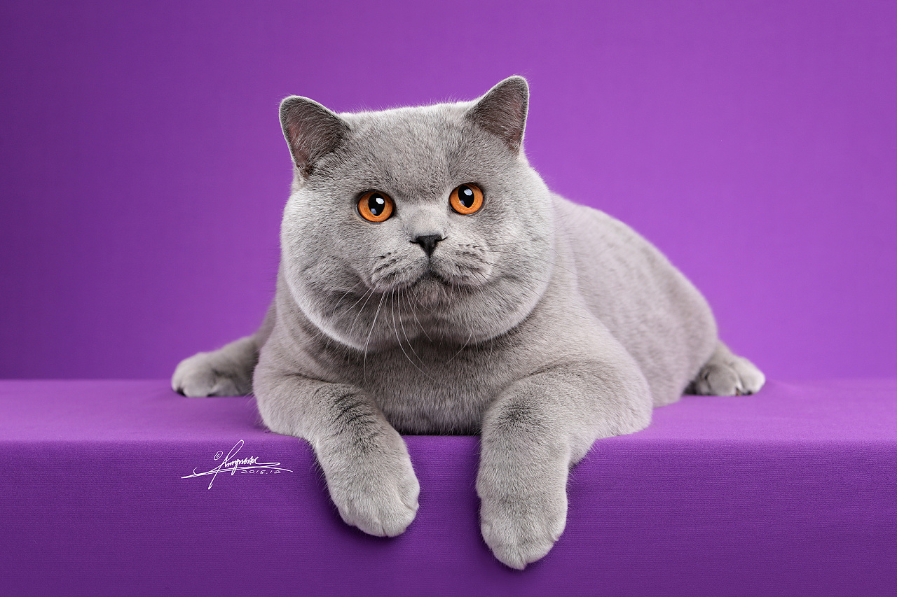 英国短毛猫