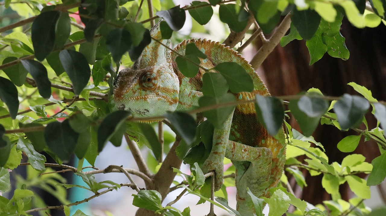 长隆飞鸟乐园-动物趣闻（图ZMjQ5NTU5NzMy） - 其他摄影 - 站酷设计师飞天猪猫原创素材 - 站酷ZCOOL