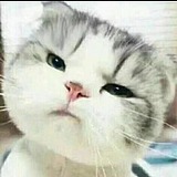 安封的头像