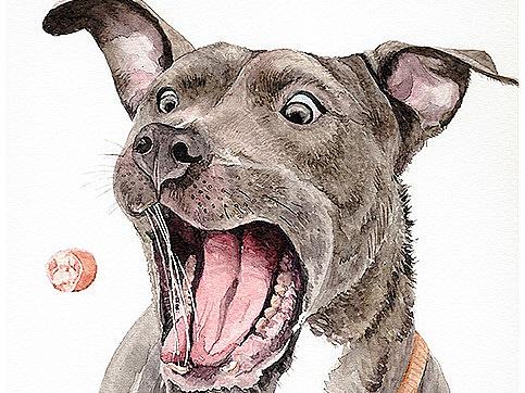 许宁动物水彩 犬科