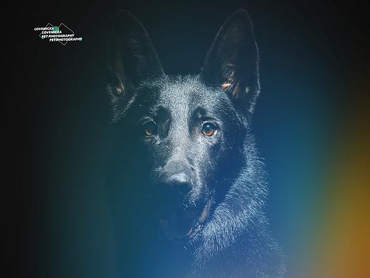 東德（個(gè)人主頁-ZNDkyODgwMzY=） - 寵物攝影 - 站酷設(shè)計(jì)師寵物攝影師小貝原創(chuàng)素材 - 站酷ZCOOL