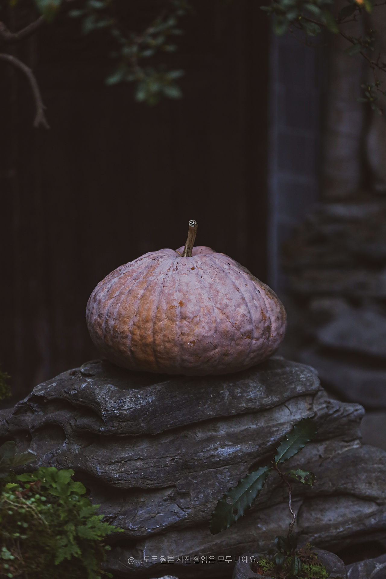 秋日田园：南瓜金辉与柿子红韵