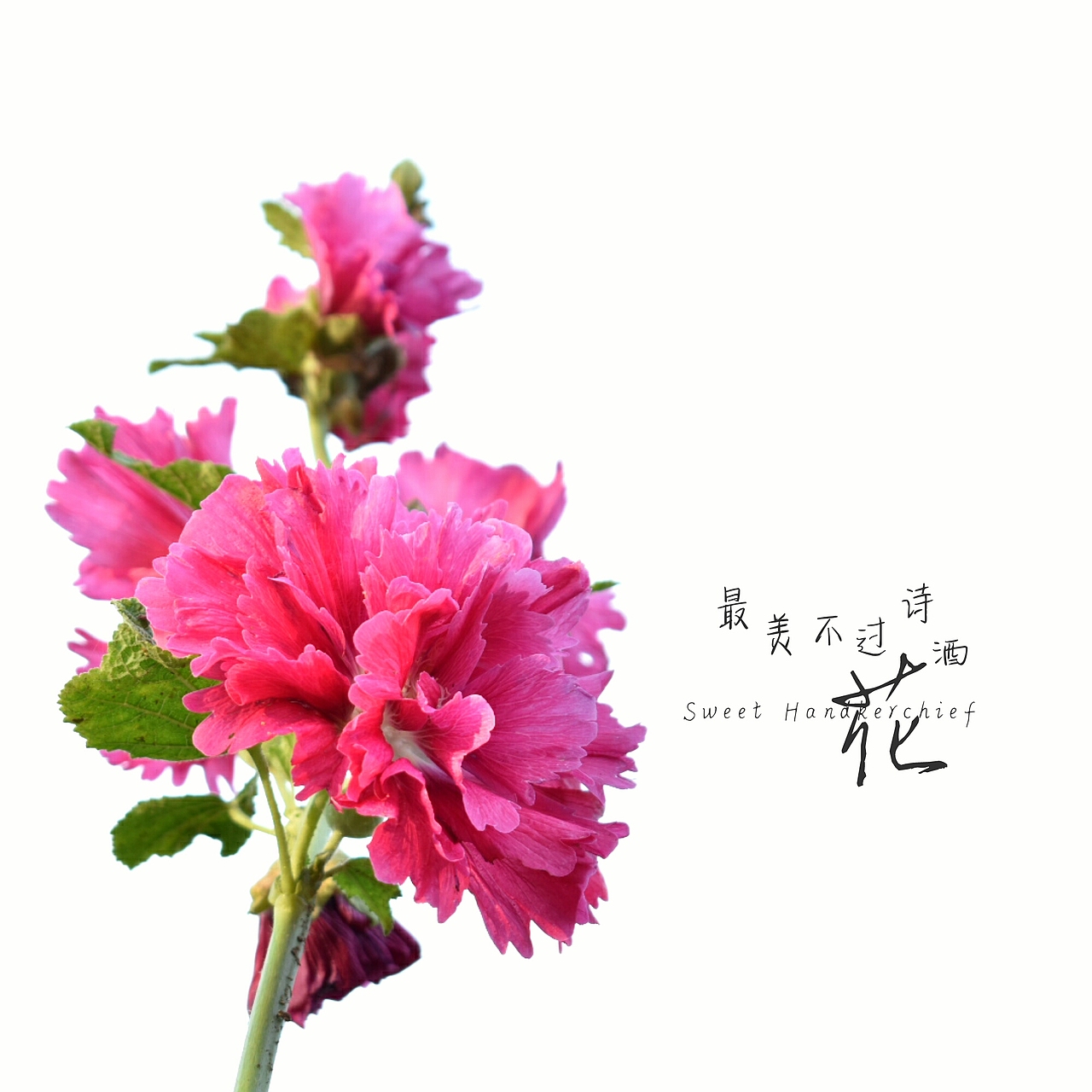 小园一隅（图ZODIwMTE0NDg=） - 风光摄影 - 站酷设计师TiTit安原创素材 - 站酷ZCOOL