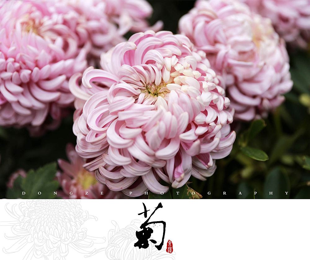 【東泽视觉】福建省第五届菊花展以及莆田市第七届盆景展