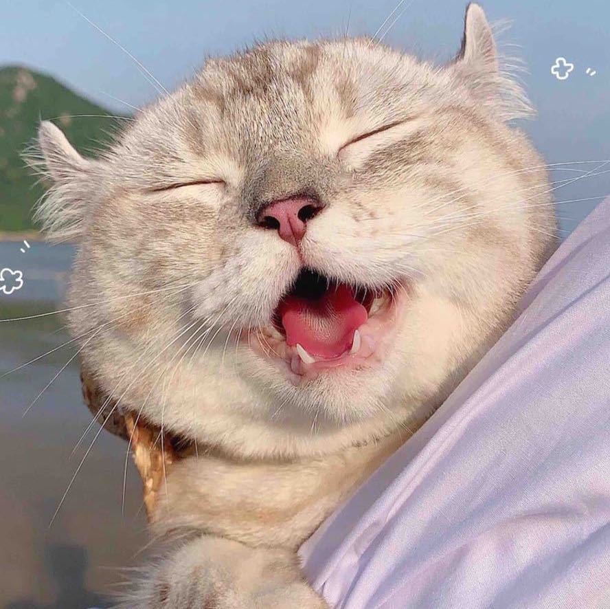 回憶的風(fēng)豬的個人主頁（背景預(yù)覽） - 主頁背景設(shè)置 - 站酷設(shè)計(jì)師回憶的風(fēng)豬原創(chuàng)素材 - 站酷ZCOOL