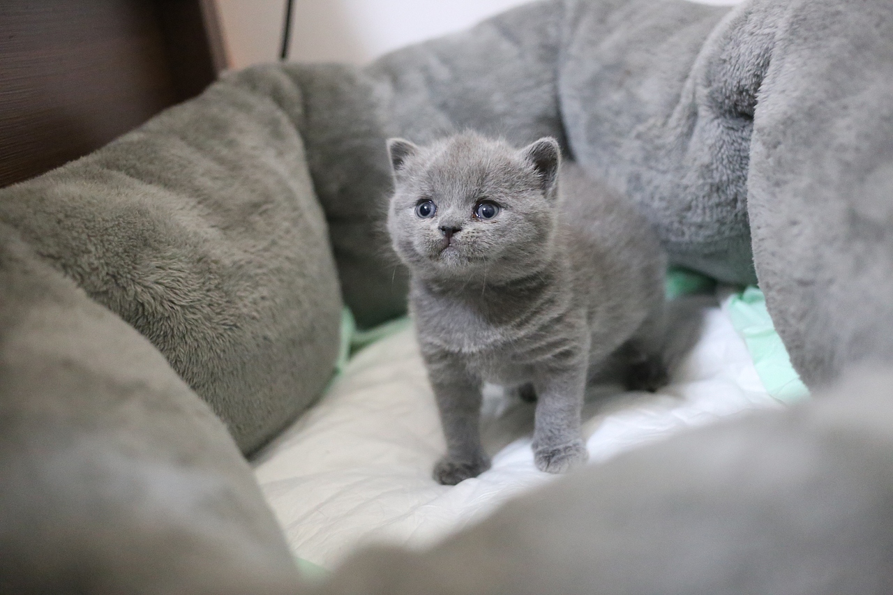 沐米猫舍 纯蓝色-英国短毛猫-高清照片