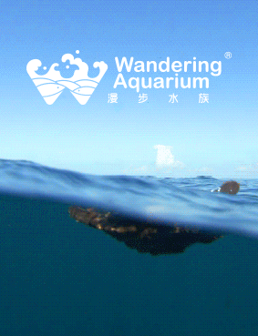 北京漫步水族logo设计 | Beijing Wandering Aquarium logo（图ZMjk4OTYxODQ=） - Logo - 站酷设计师会飞的辉原创素材 - 站酷ZCOOL