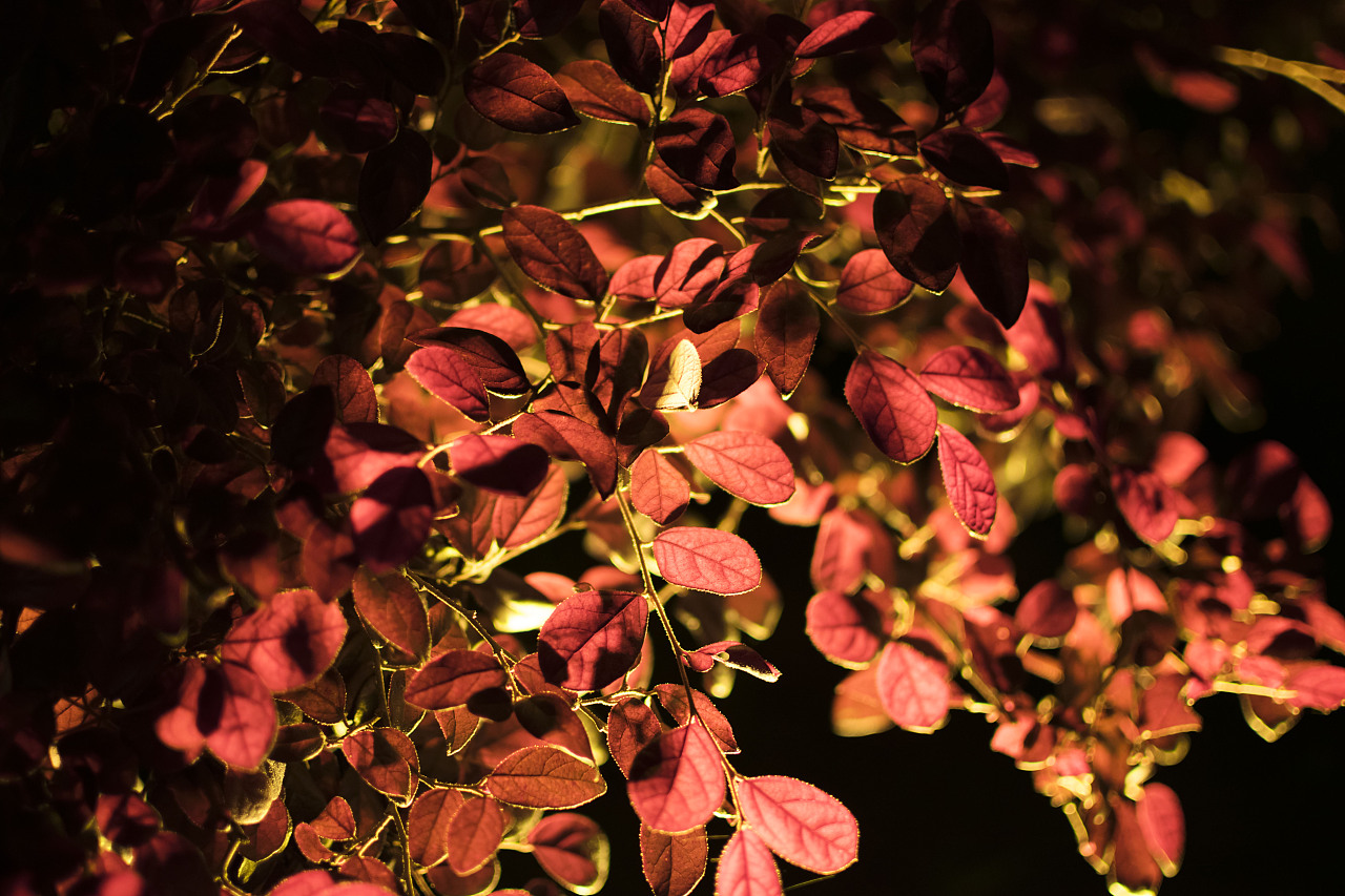 夜景 灯光 树叶 光斑