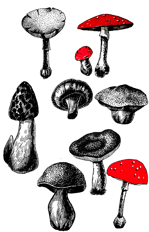 昆虫植物类手稿（图ZMjk5Njc0NjA=） - 商业插画 - 站酷设计师线体作用原创素材 - 站酷ZCOOL