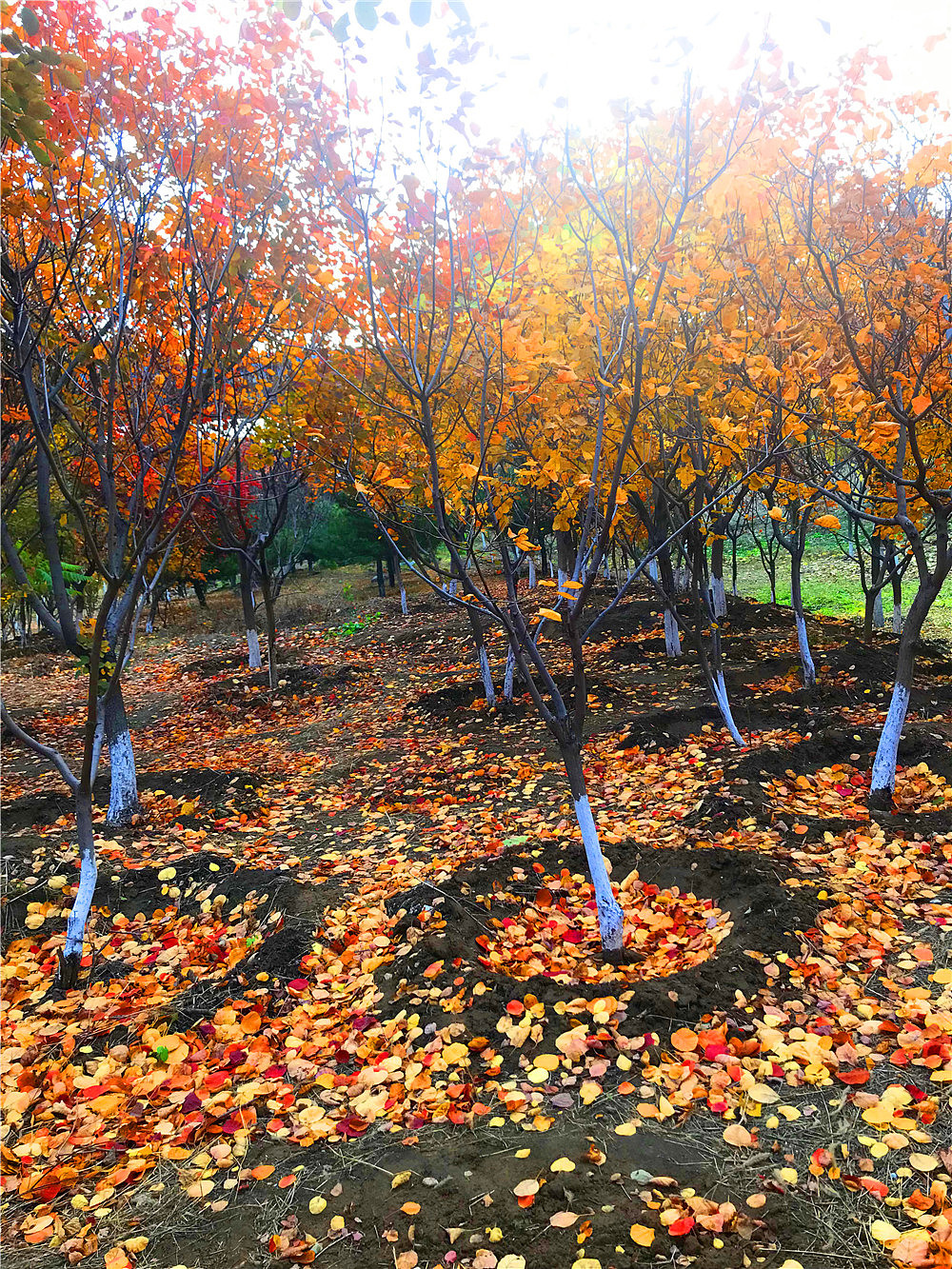 刘勇良手机纪实摄影:落叶归根