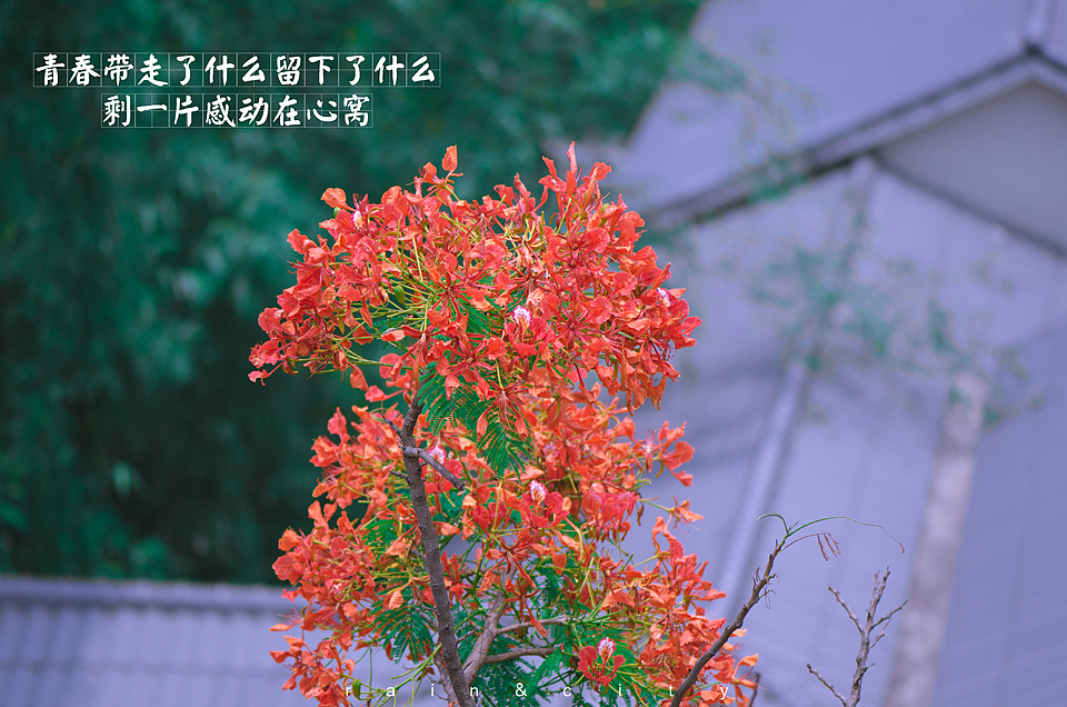 凤凰花开在路口