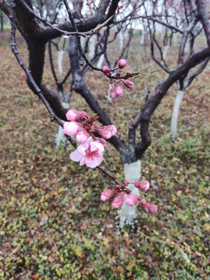 老枝吐新绿，旧木唤鲜花（图ZMjkyNTMyMzU2） - 风光摄影 - 站酷设计师映月Urey原创素材 - 站酷ZCOOL
