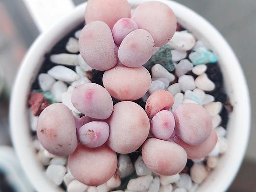 多肉（個人主頁-ZNDM4MDY0NDQ=） - 產(chǎn)品攝影 - 站酷設(shè)計師用戶名95243786原創(chuàng)素材 - 站酷ZCOOL