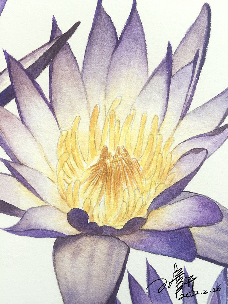 【原创水彩花卉手绘教程】 睡莲_王彦开-站酷zcool