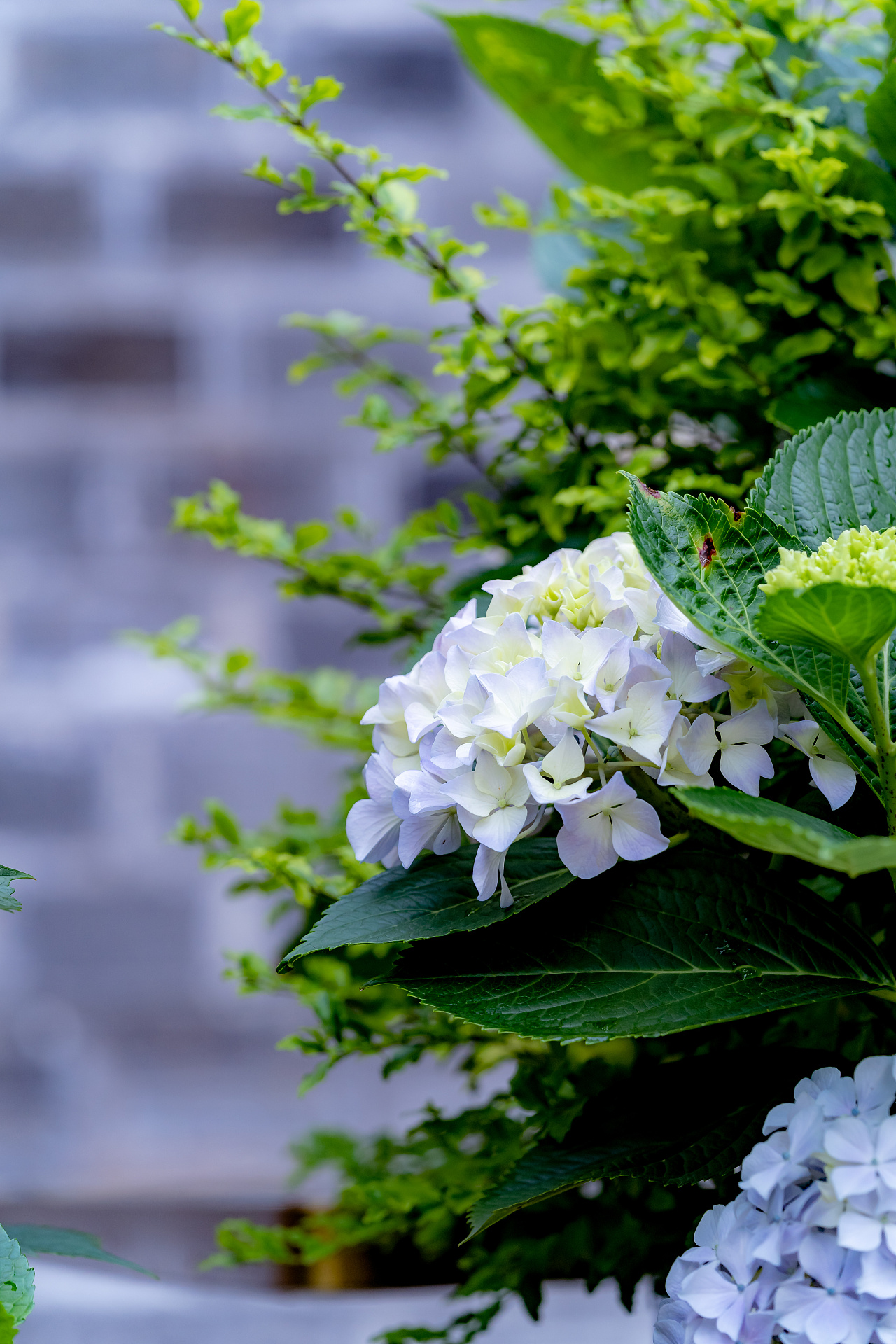 南京·熙南里·绣球花|摄影|静物|诗说江南 - 原创作品 - 站酷 (zcool